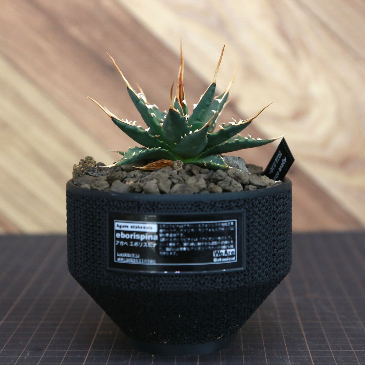 Agave utahensis eborispina アガベ エボリスピナ（実生3年） / 中株(3.5号鉢)/Lot.002