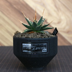 Agave utahensis eborispina アガベ エボリスピナ（実生3年） / 中株(3.5号鉢)/Lot.002