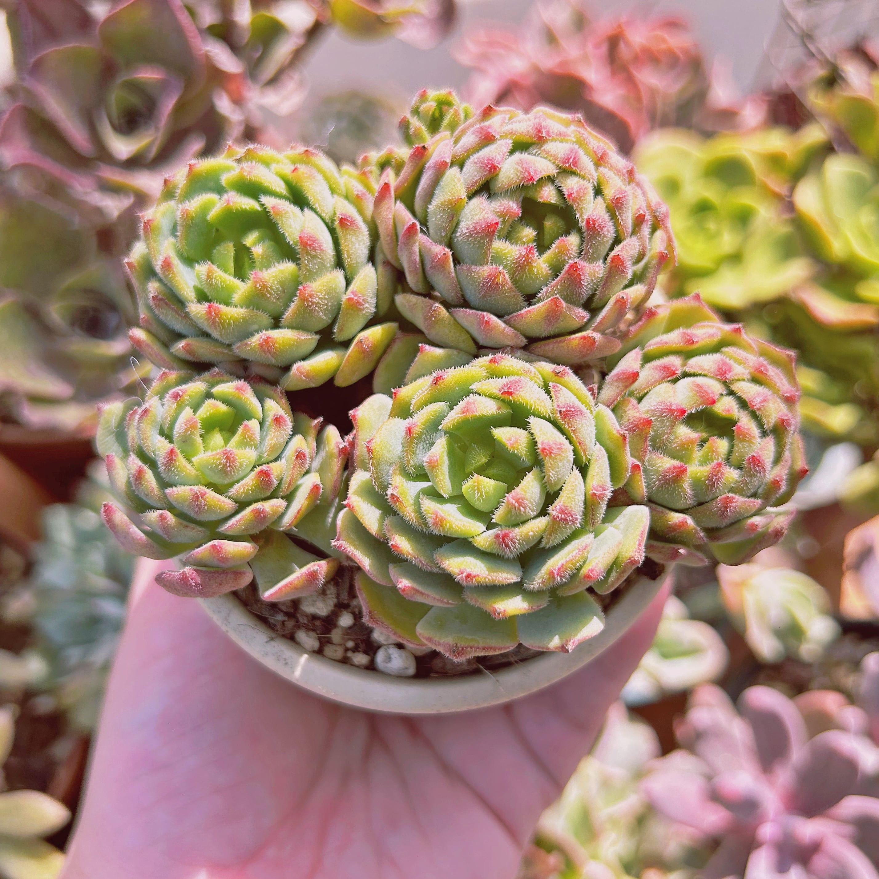 現物　多肉植物　美尼王妃晃(Echeveria 'Miniouhikou')　大群生　抜き苗
