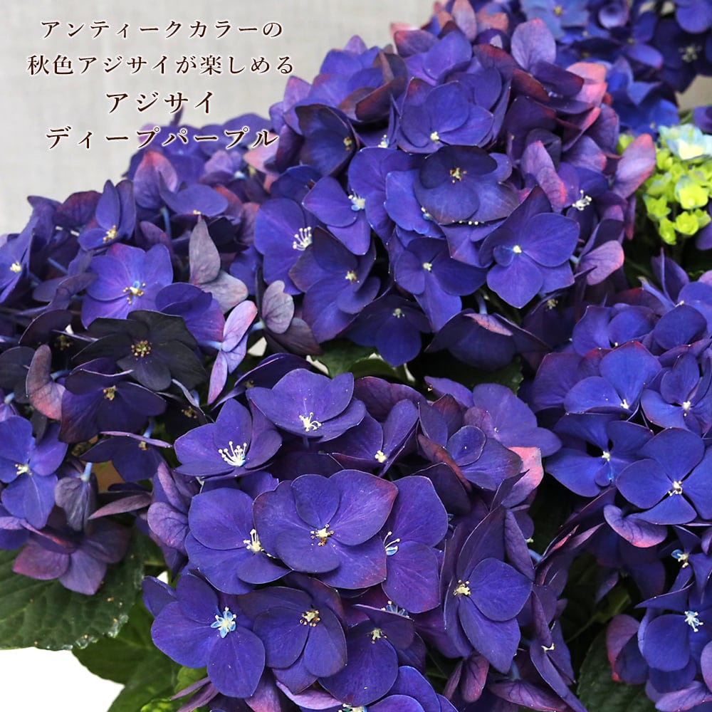 鉢花 アジサイ ディープパープル 5号 紫陽花 秋色 アンティーク シック
