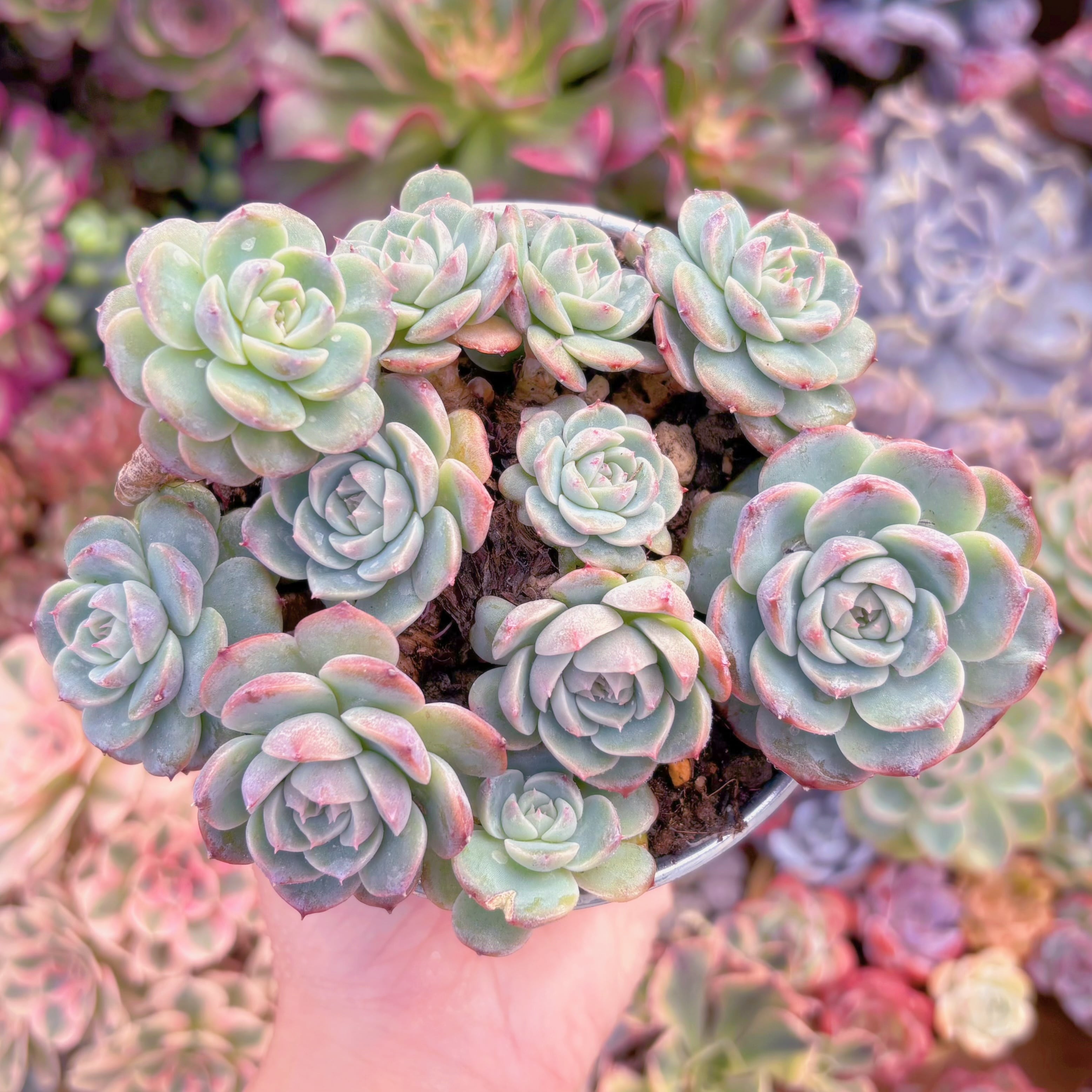 現品　レッドベルベット#A085　群生　るる農園