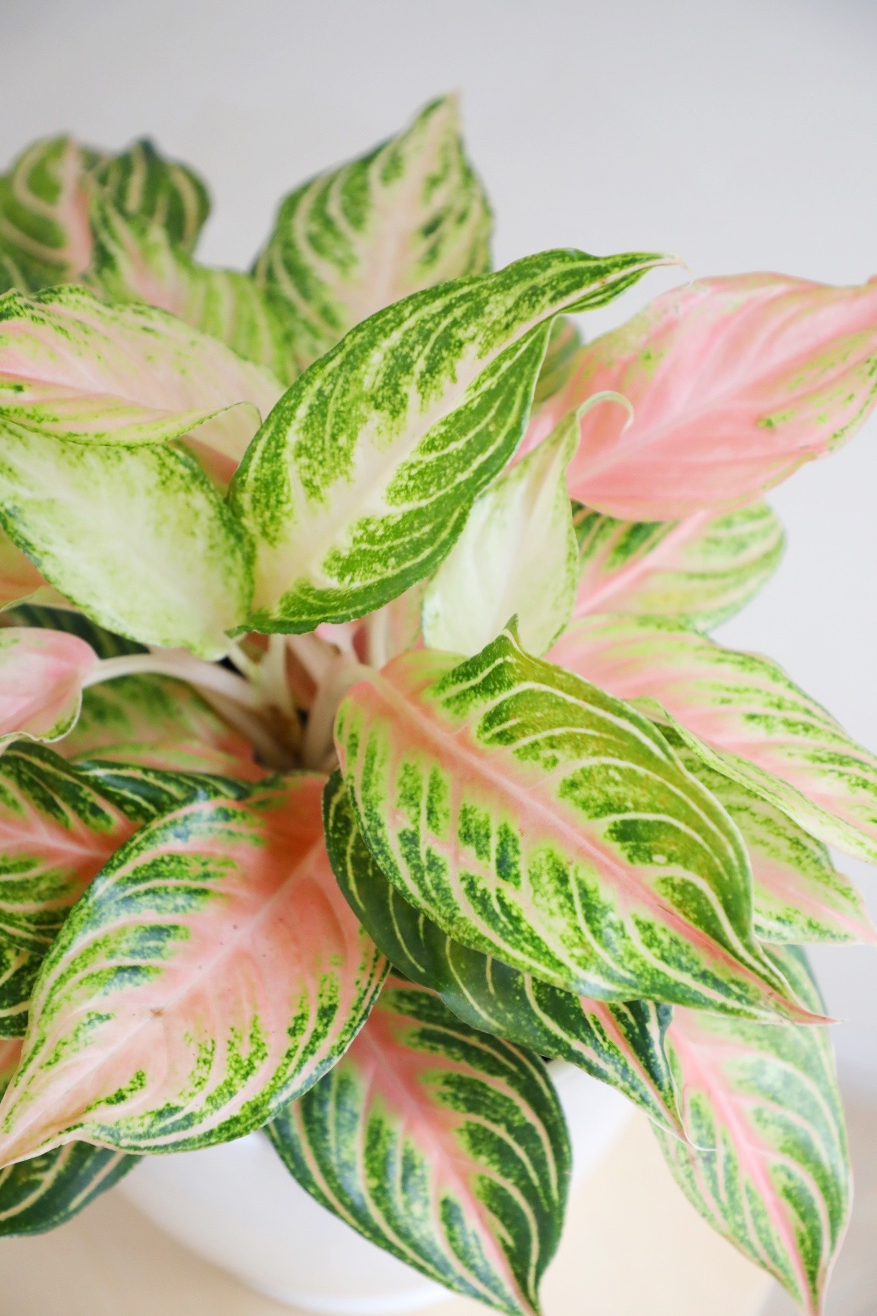 【希少】【M】アグラオネマ ピンクサンセット/Aglaonema