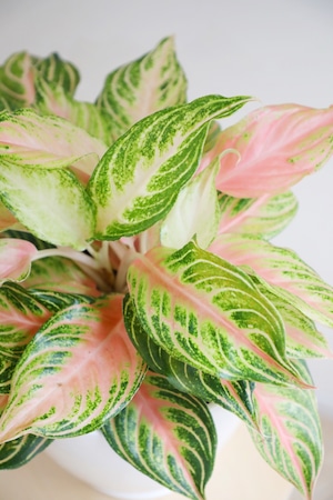 【希少】【M】アグラオネマ ピンクサンセット/Aglaonema