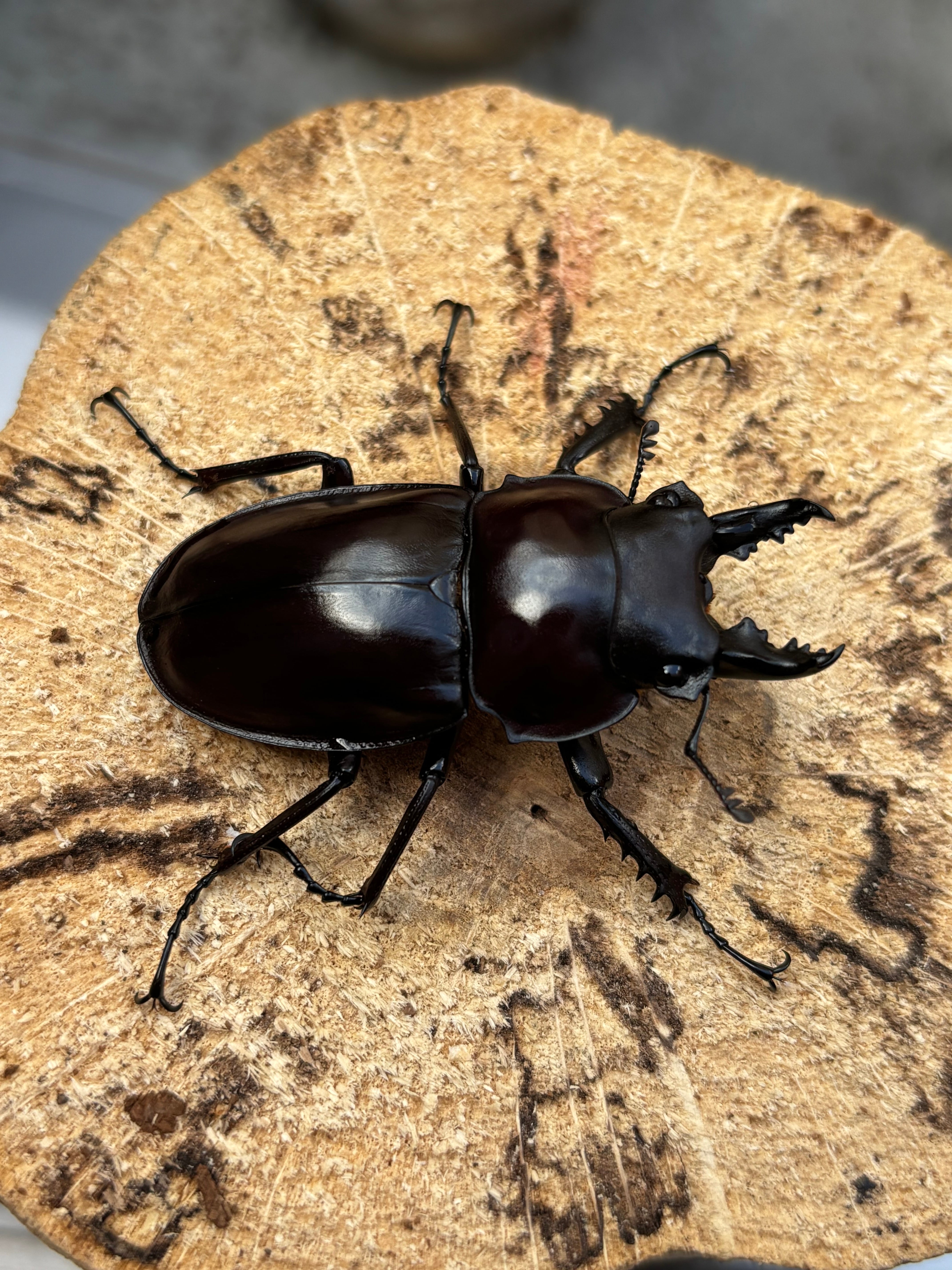 Beetle Shop Hachi