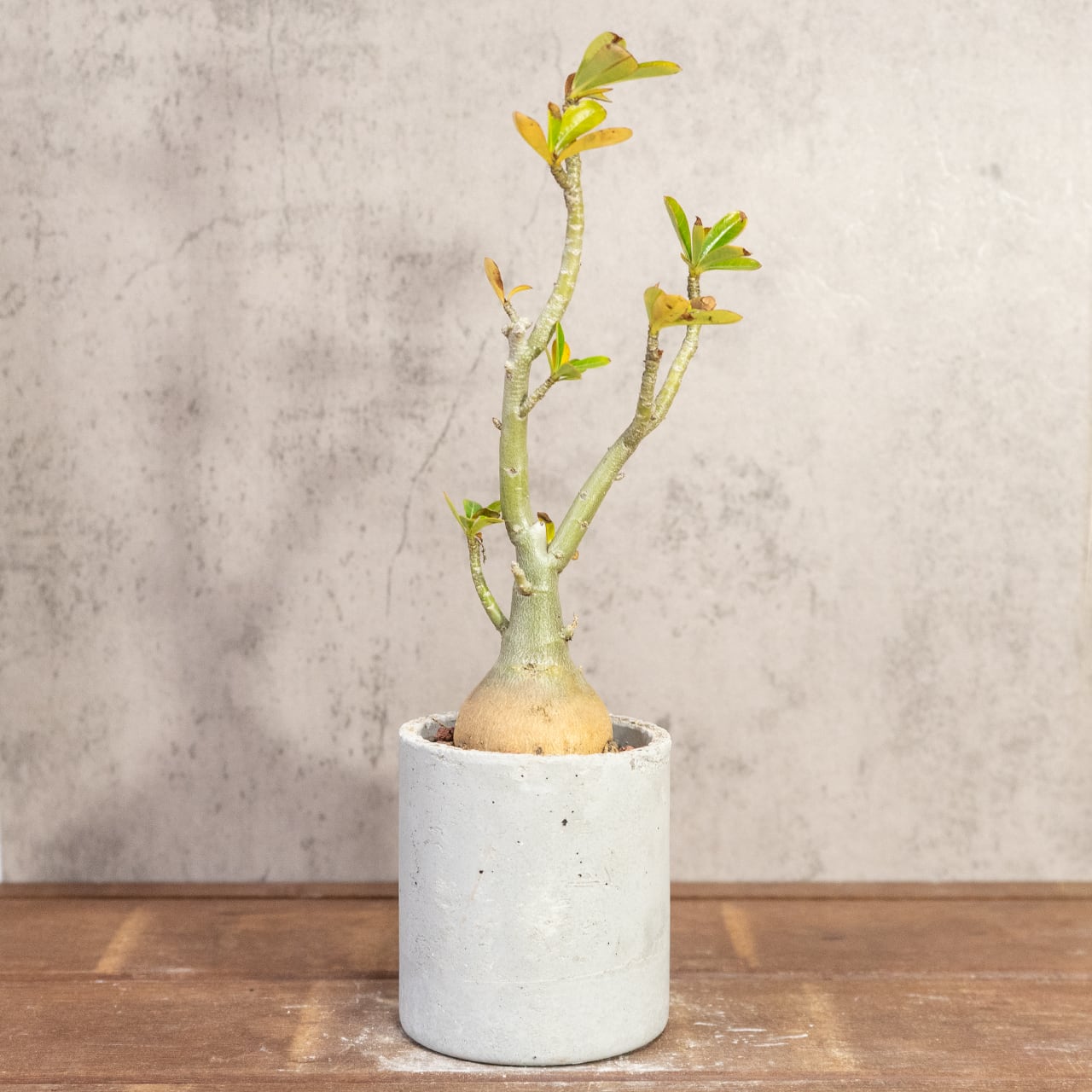 アデニウム・オベスム｜丸い塊根×スタイリッシュ枝ぶりの一点物【手作りモルタル鉢】