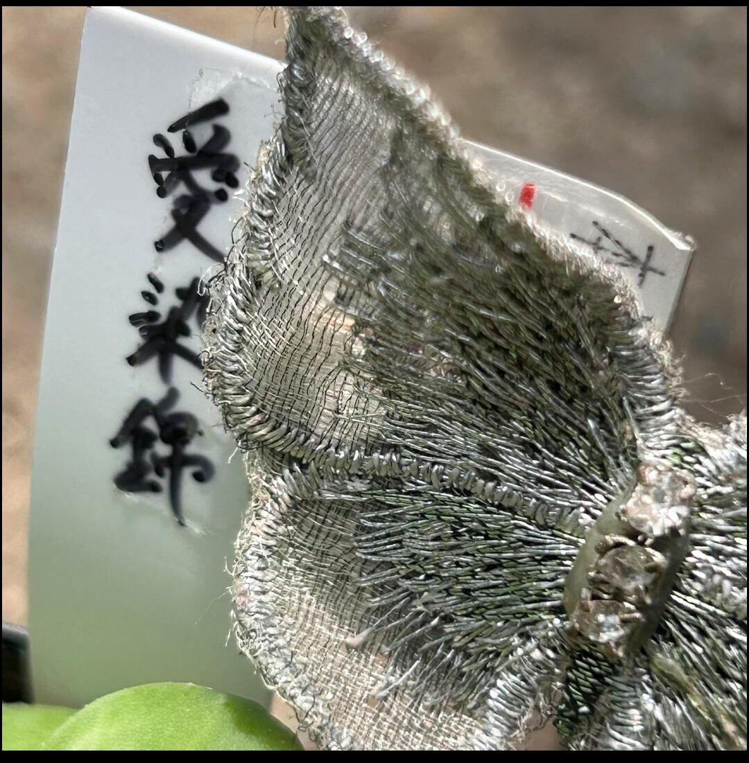 愛染錦(アエオニウム) | RuPo 多肉植物専門店