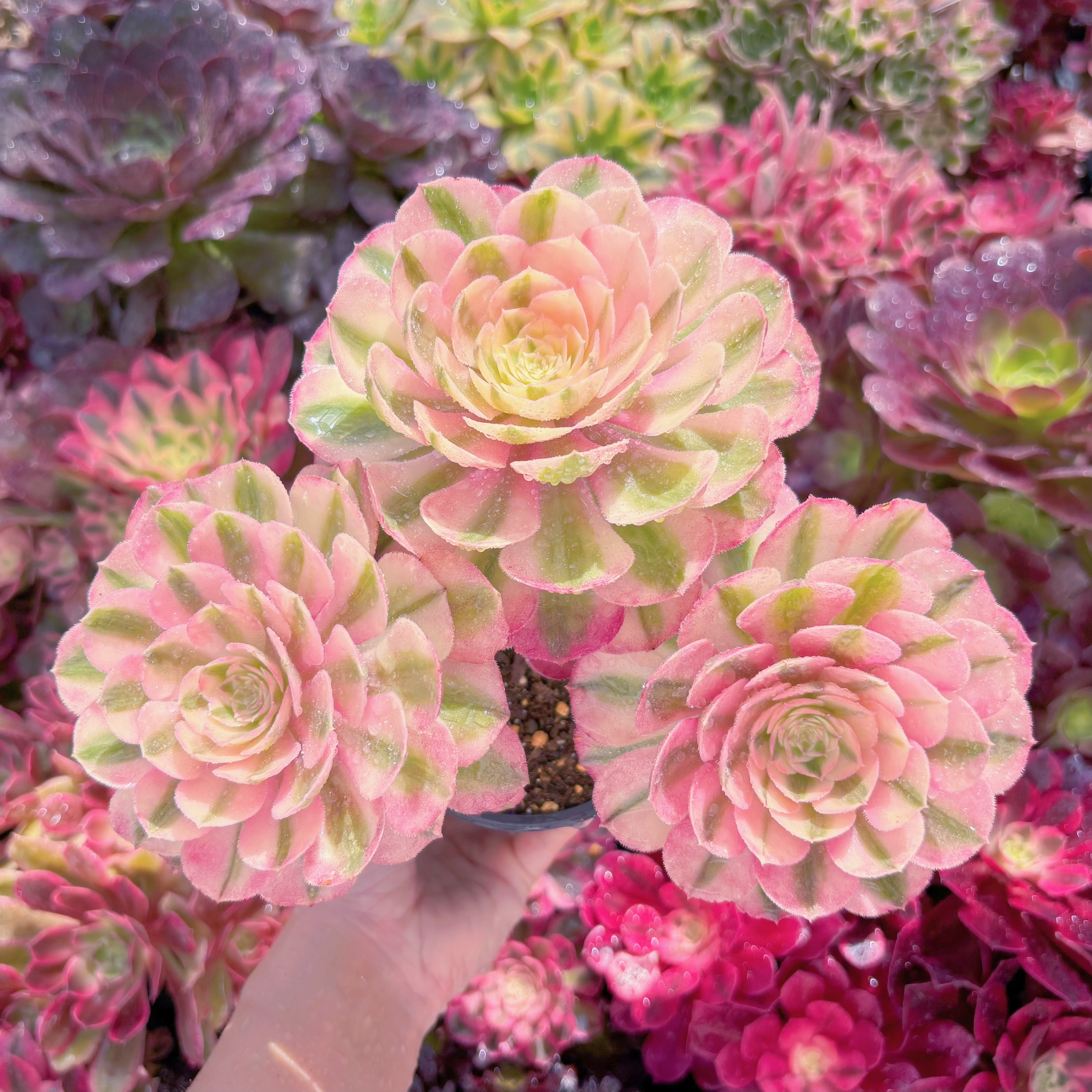 現品　傾城#585　特大群生　新入荷　るる農園