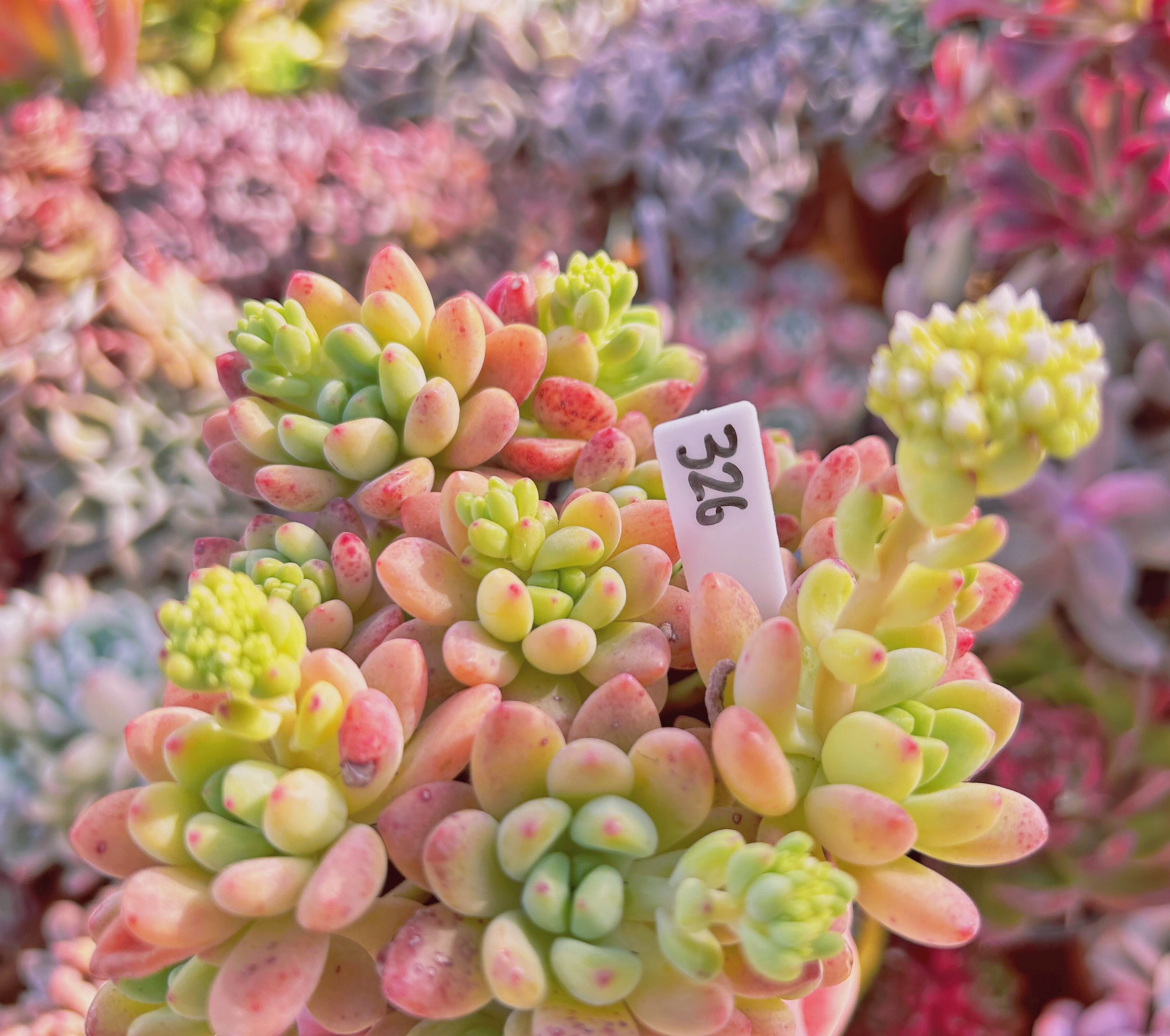 326現物 多肉植物 Sedum Shangri La | るる農園~多肉植物専門