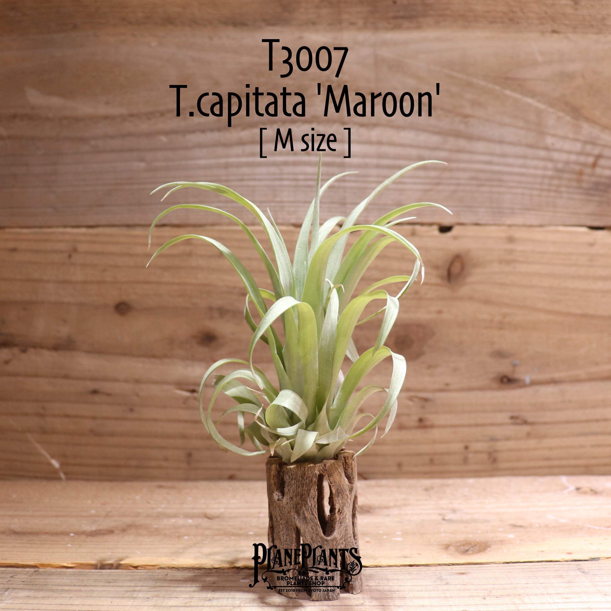 【送料無料】capitata 'Maroon'〔エアプランツ〕現品発送T3007