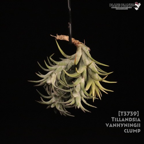 【送料無料】vanhyningii Clump〔エアプランツ〕現品発送T3739