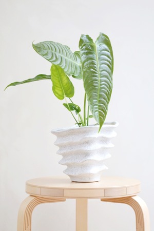 【S】アンスリウム ベイチー/Anthurium