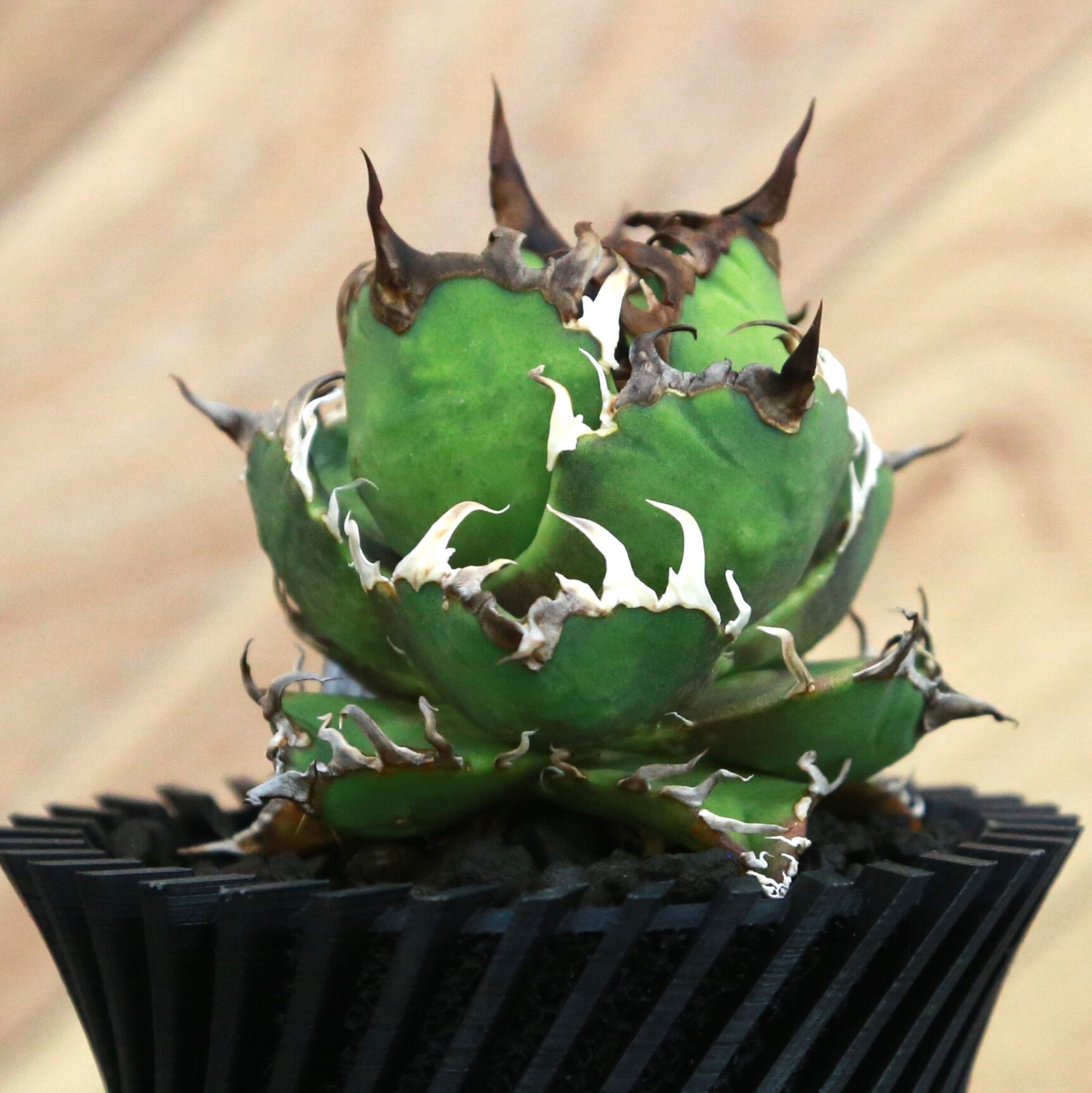 Agave Titanota Super Red Catweezle アガベ チタノタ スーパーレッド