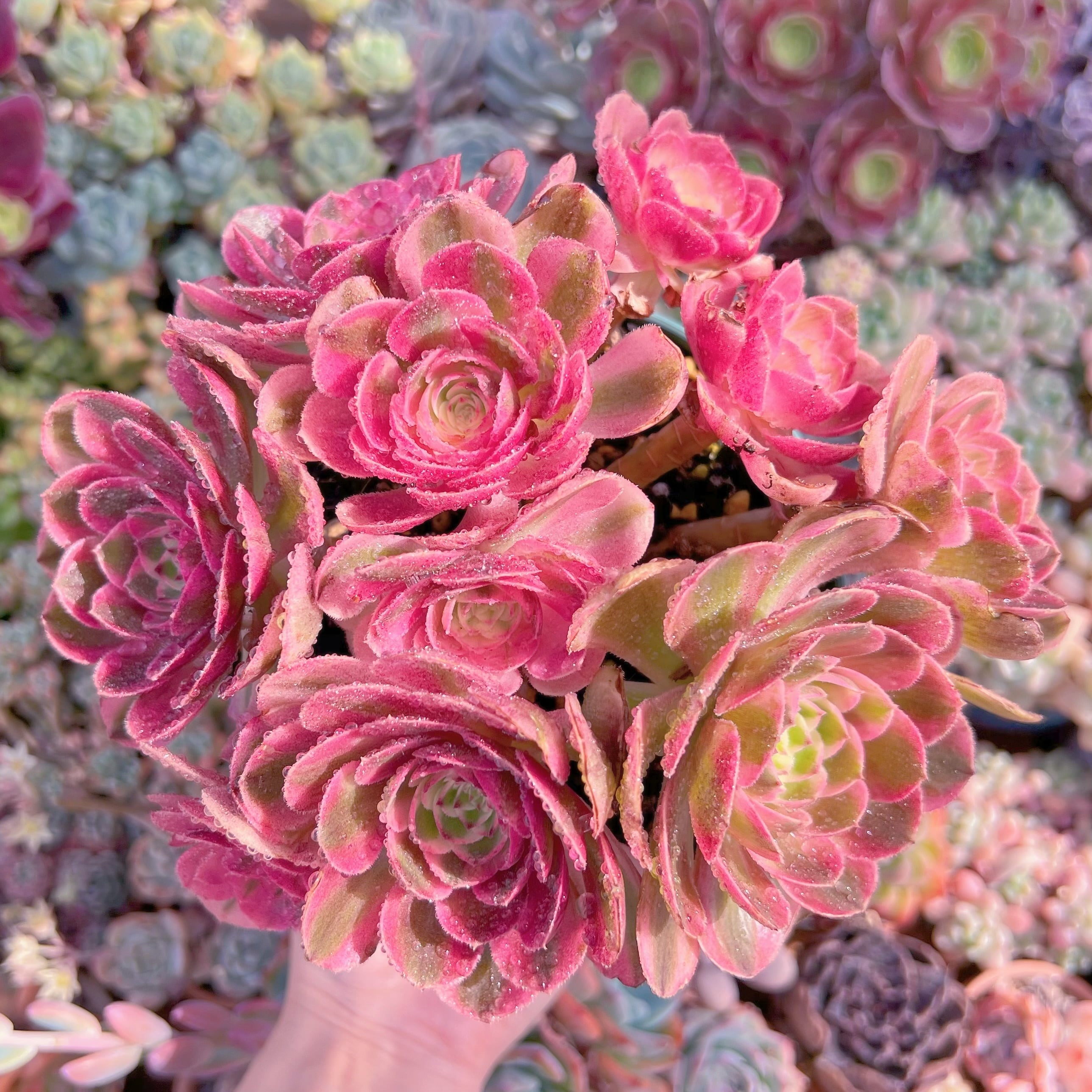 現品　ハロウィン白錦#A12　特大群生　新入荷　るる農園