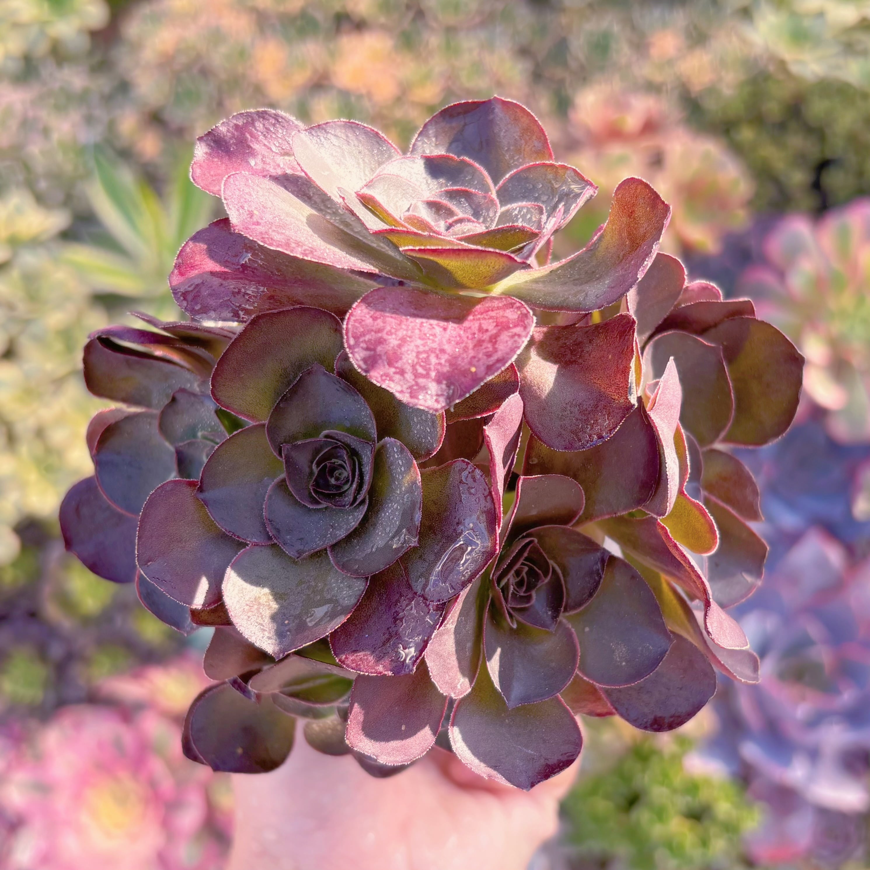 多肉植物　魅金ローズ　群生　新入荷　るる農園