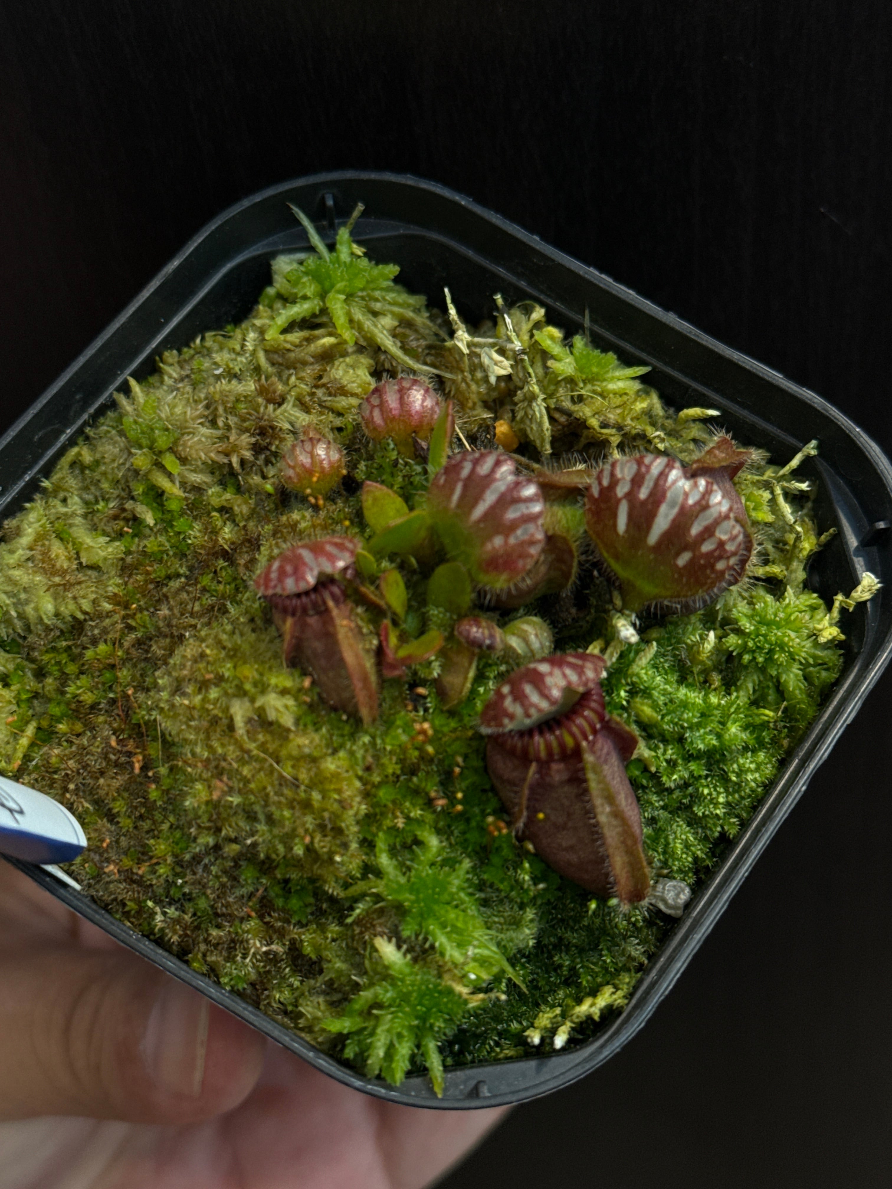 ②セファロタス フォリキュラリス | Gardenえん 【観葉熱帯植物】
