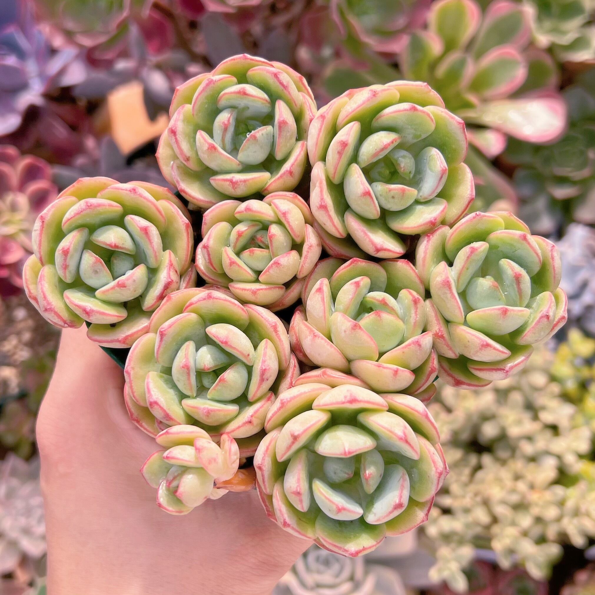 現品　バニラビス#849　るる農園