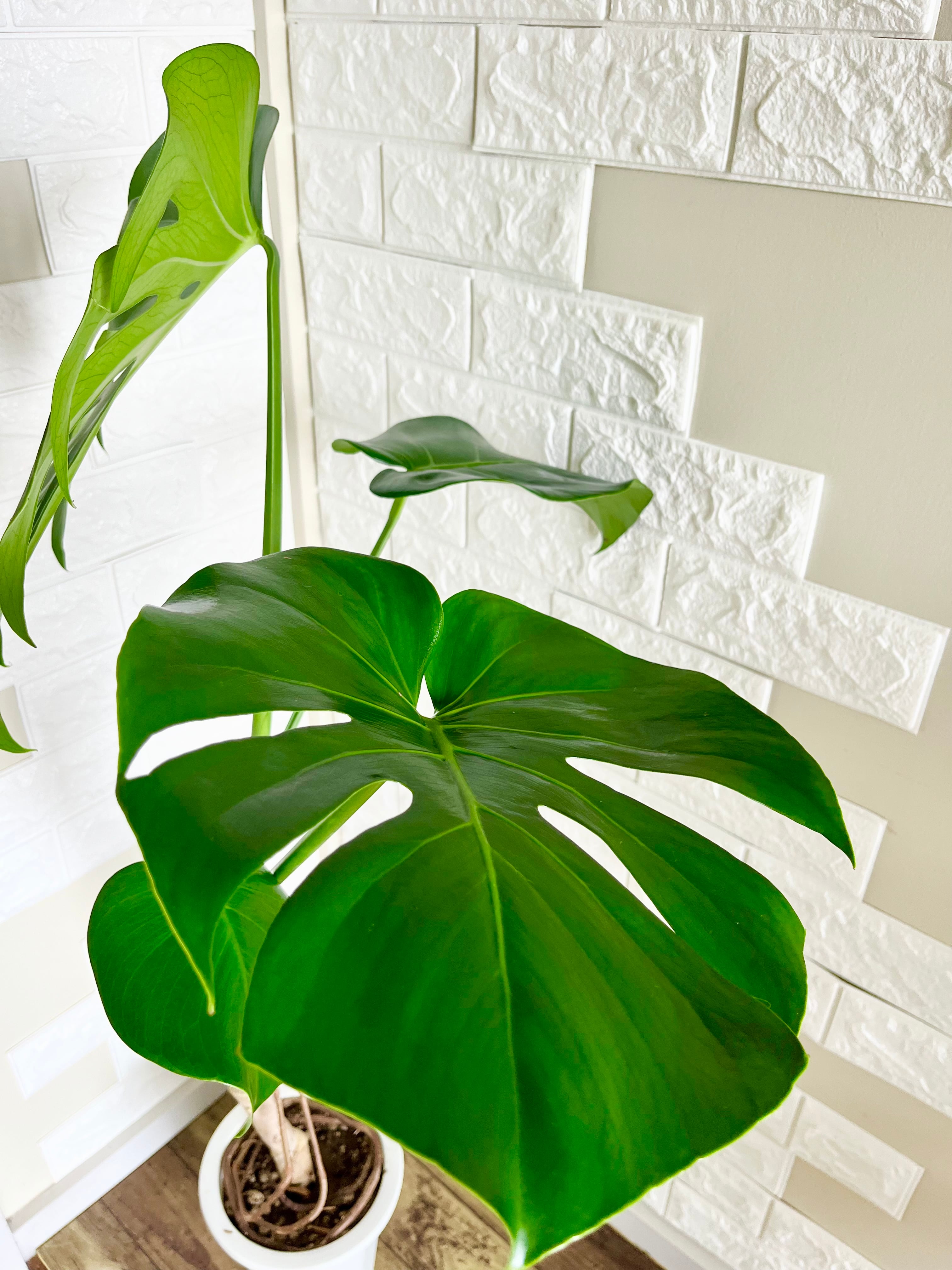 モンステラ⭐️木質化根上がり | 観葉植物のお店 feerie（フェリエ）