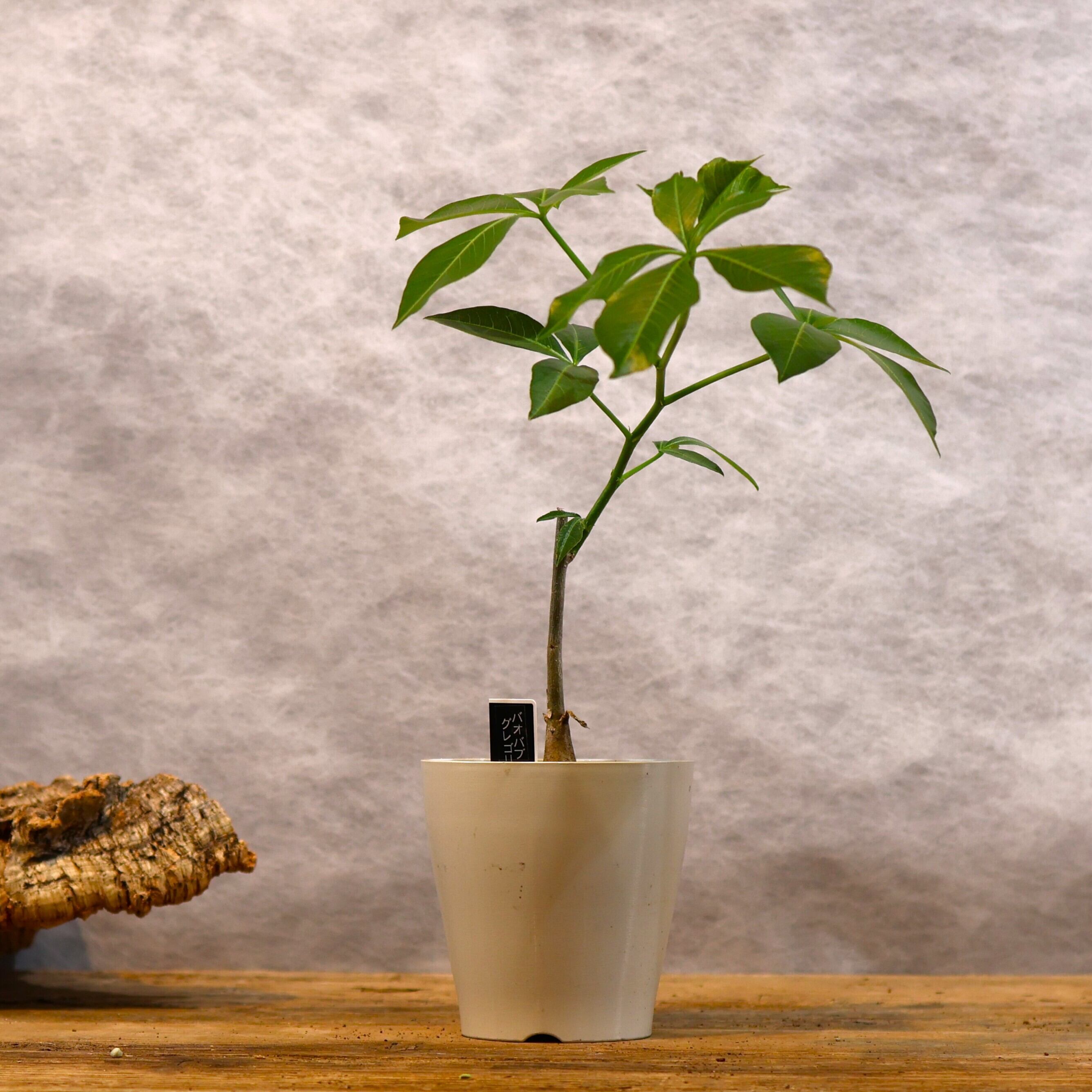 310 大地のパワーをそのまま宿す『バオバブ グレゴリー』観葉植物