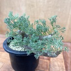 Sarcocaulon multifidum【サルコカウロン・ムルチフィズム】