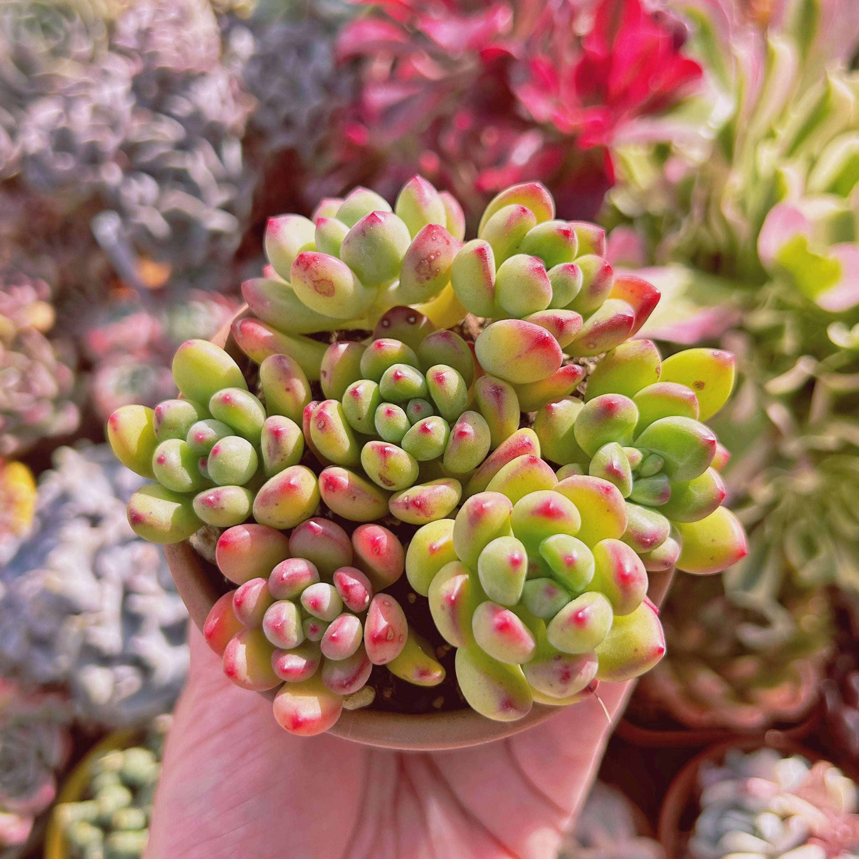 230現物 多肉植物 新品種 トミーキャット | るる農園~多肉植物専門