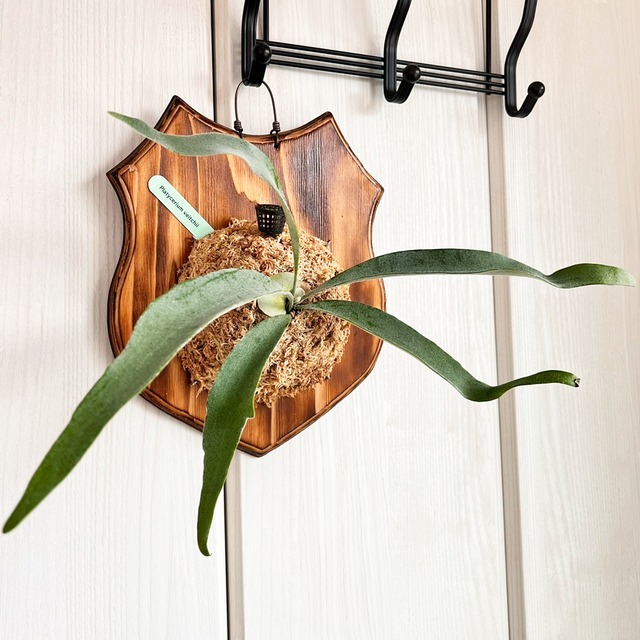 ビカクシダ ベイチー 板付 【観葉植物 壁掛け コウモリラン】