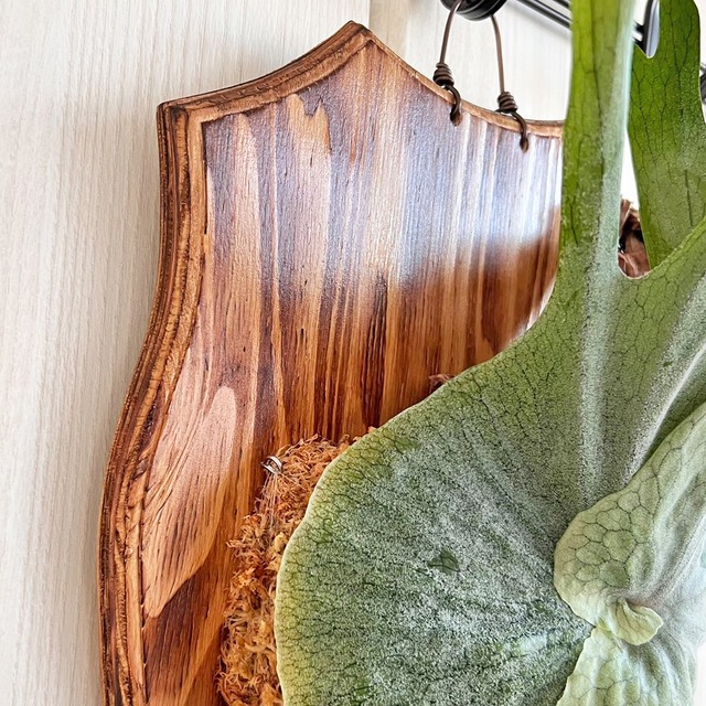 ビカクシダ グランデ 板付 【観葉植物 壁掛け コウモリラン】