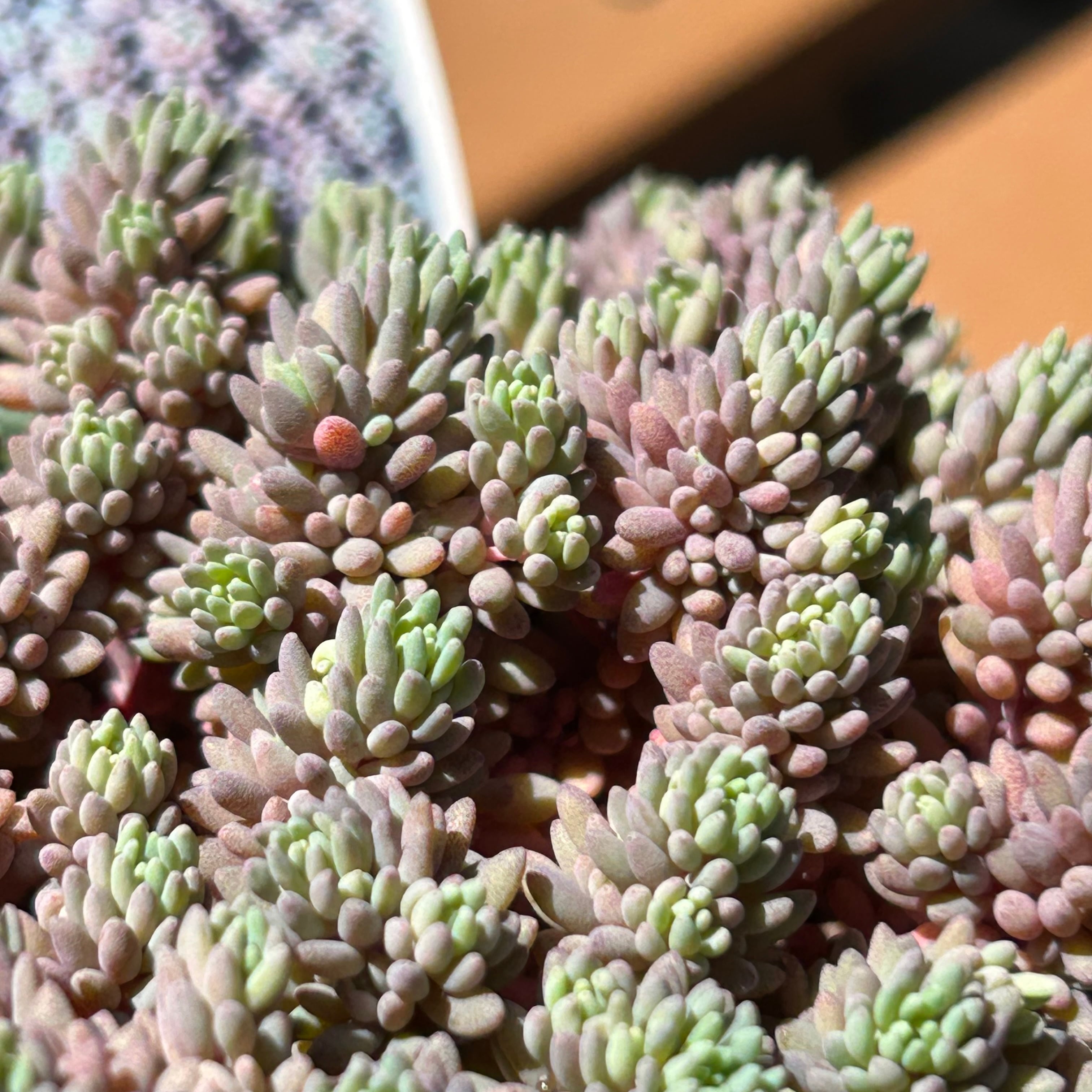 多肉植物 | RuPo 多肉植物専門店 多肉植物 | RuPo 多肉植物専門店