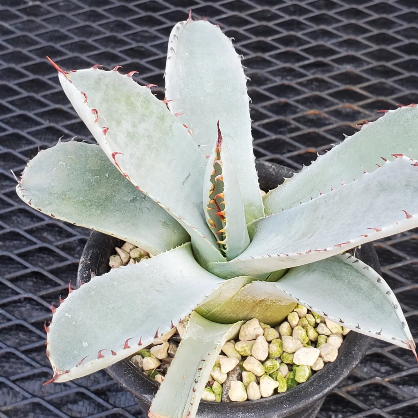 F00324_Agave parryi var. truncata：アガベ・パリー・トランカータ
