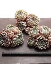 カット苗 メリーベル 群生株 Echeveria 'Mary Bell'