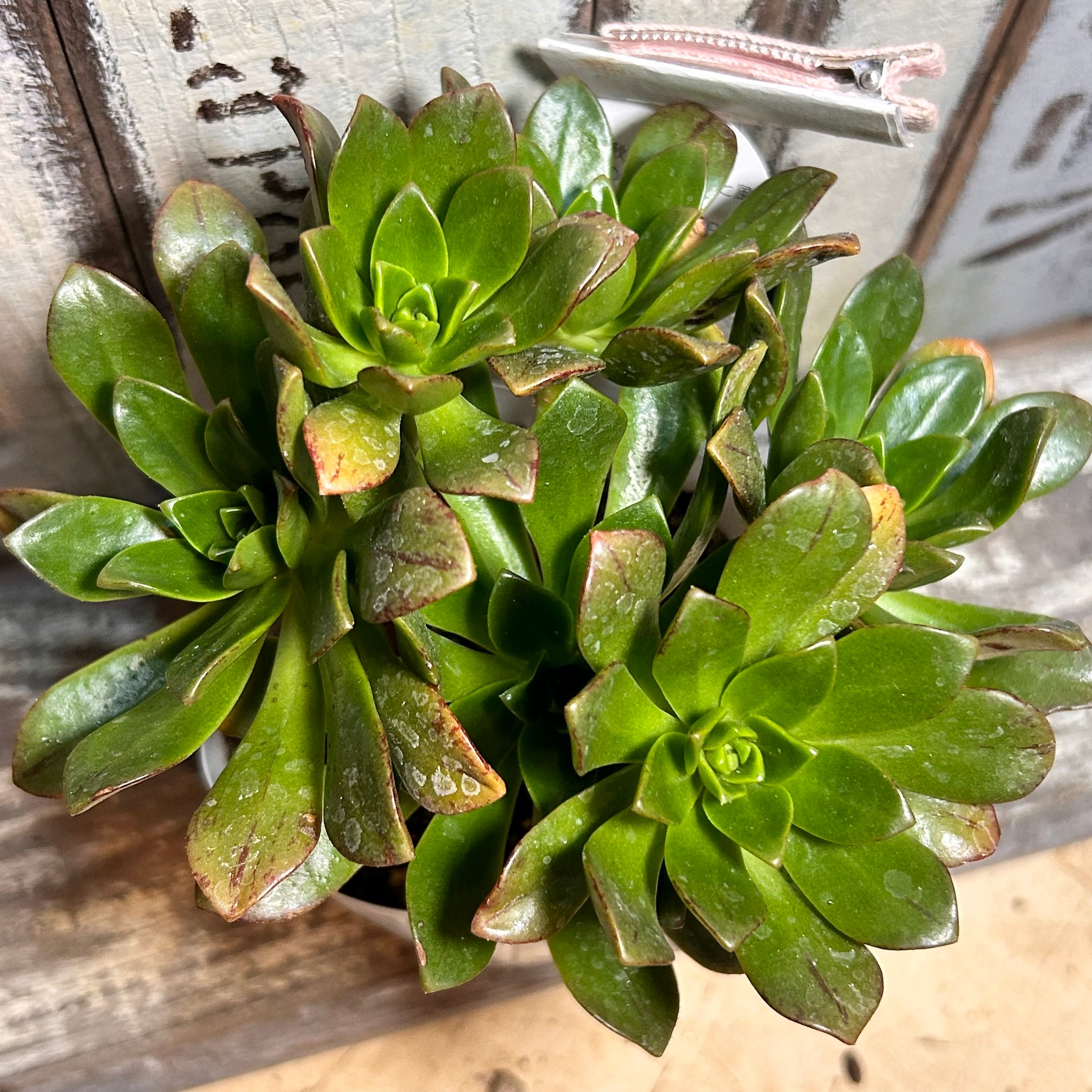 アエオニウム | RuPo 多肉植物専門店