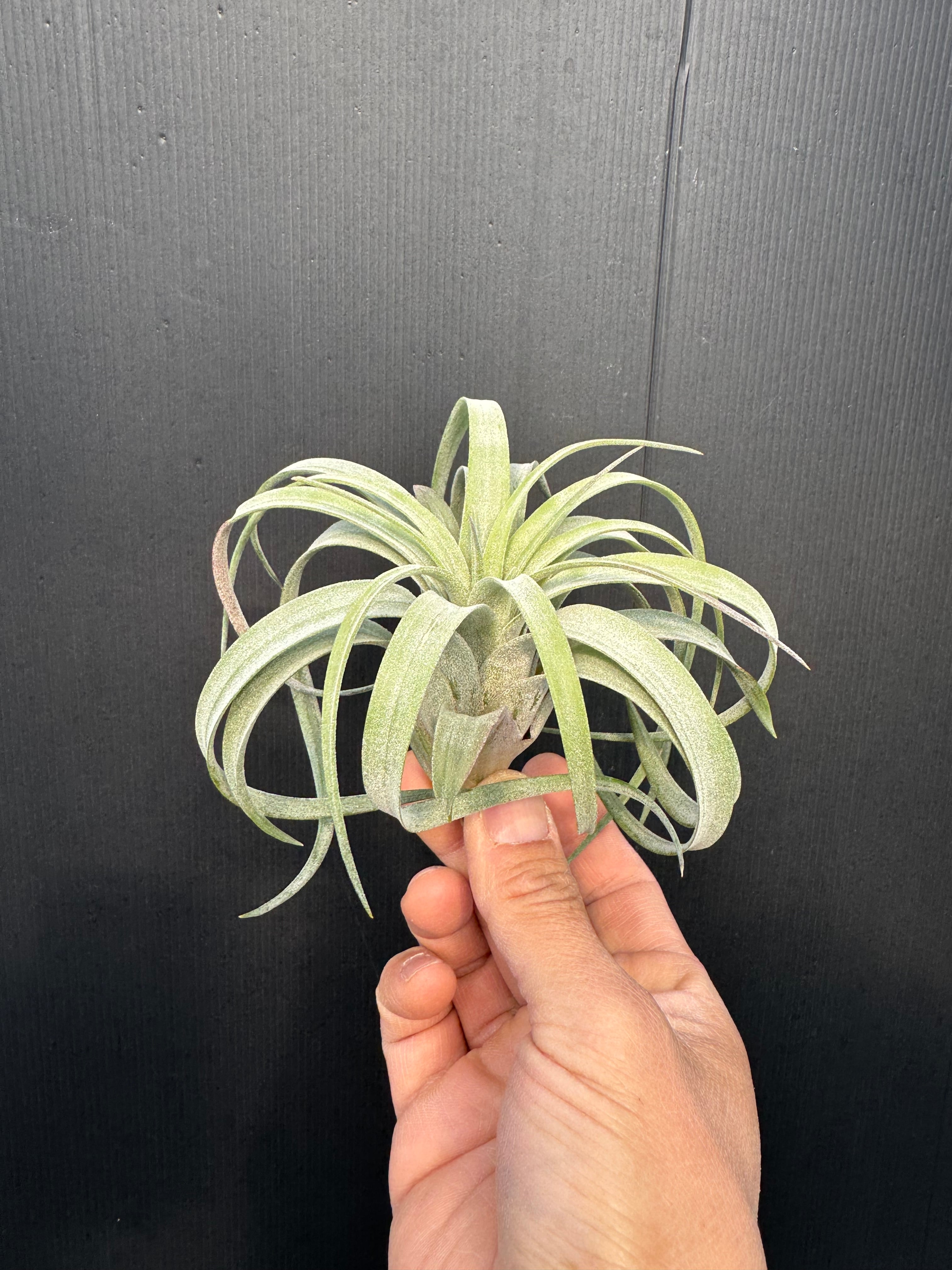 エディシアエ シルバーフォーム① edithiae Silver Form | クルール