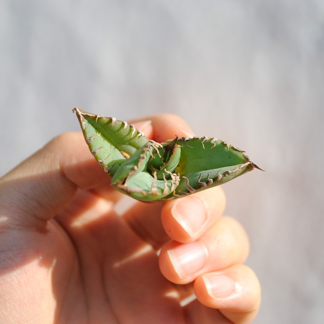 アガベ チタノタ ライトリー ホワイト ソーン セレクション No.7