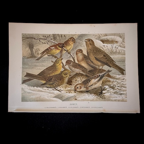 博物画「キアオジなど」