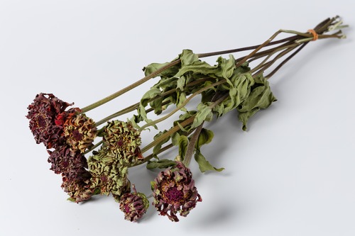 ジニア　アンティークオレンジ