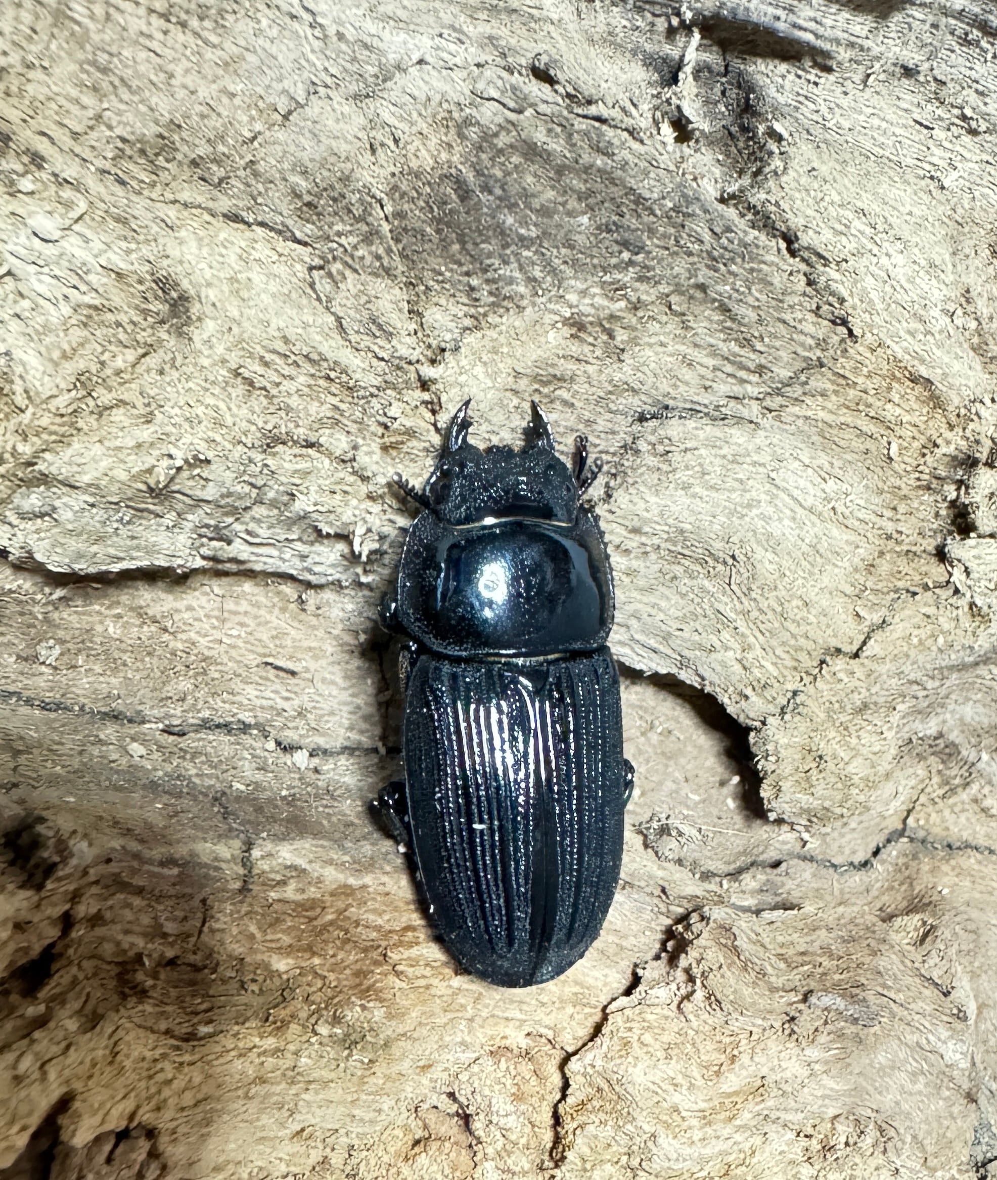 SALE【レア】 ミワヒラタ ペア 【WF2】 | KUWAGATA-PANDA