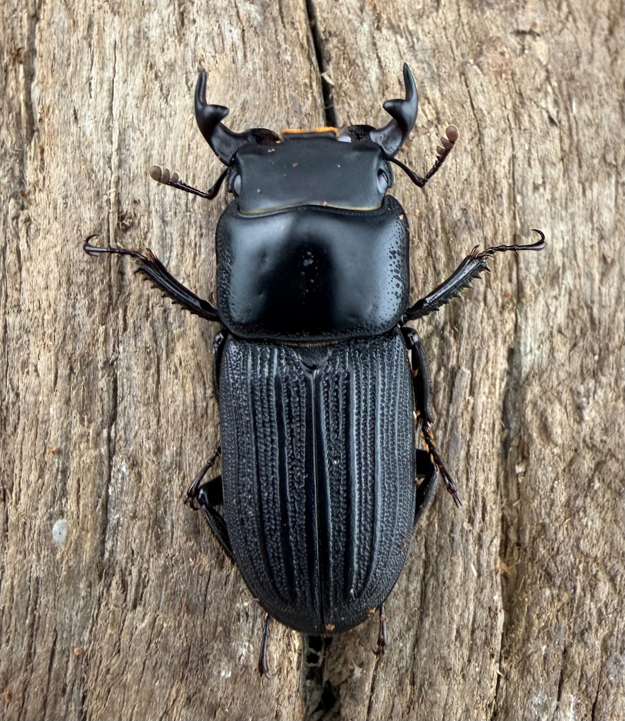 【WF3】《ミントオオクワ(ドルクスミント) 24.5mm ペア》