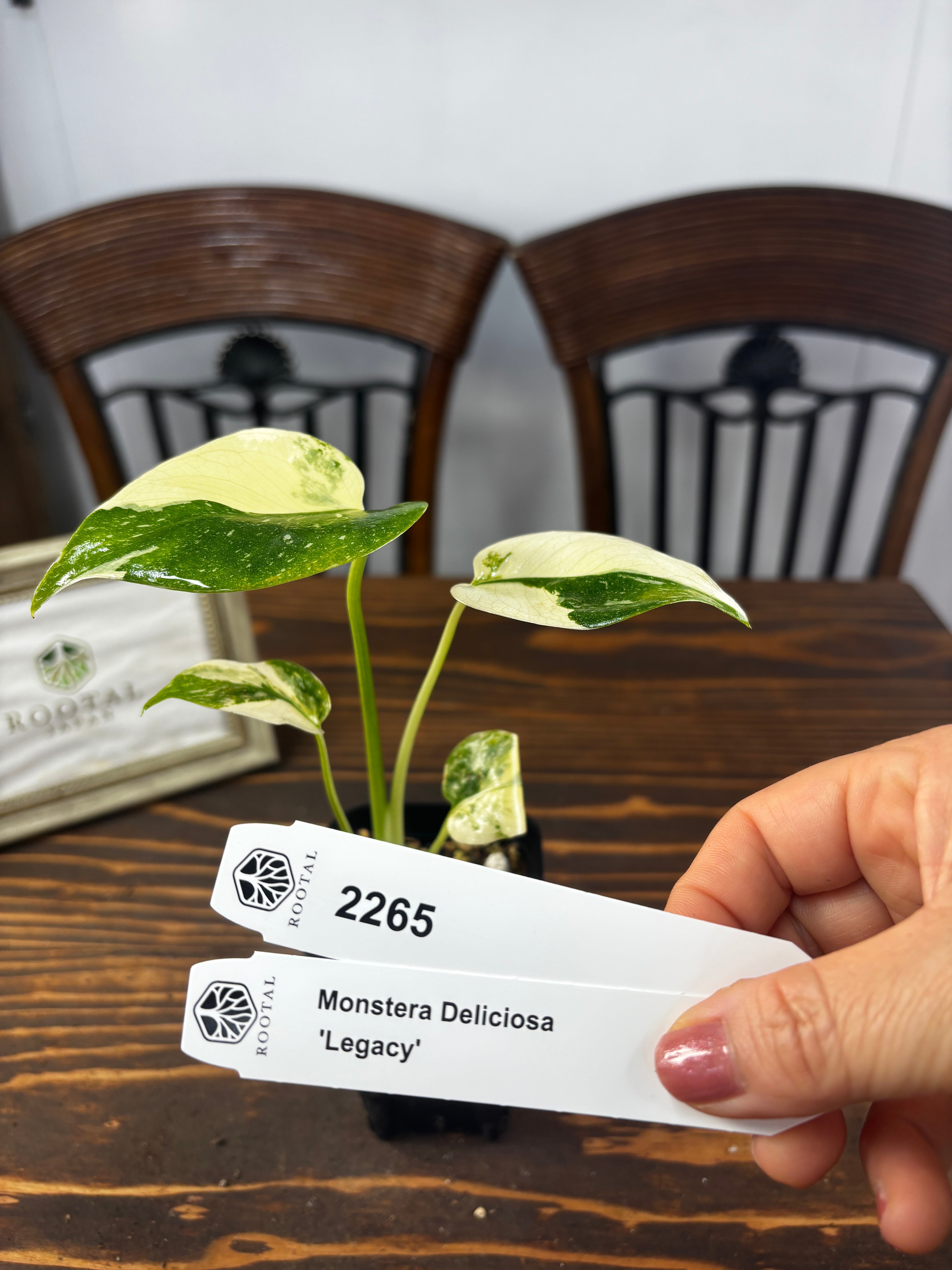 モンステラ | ROOTALPLANTS