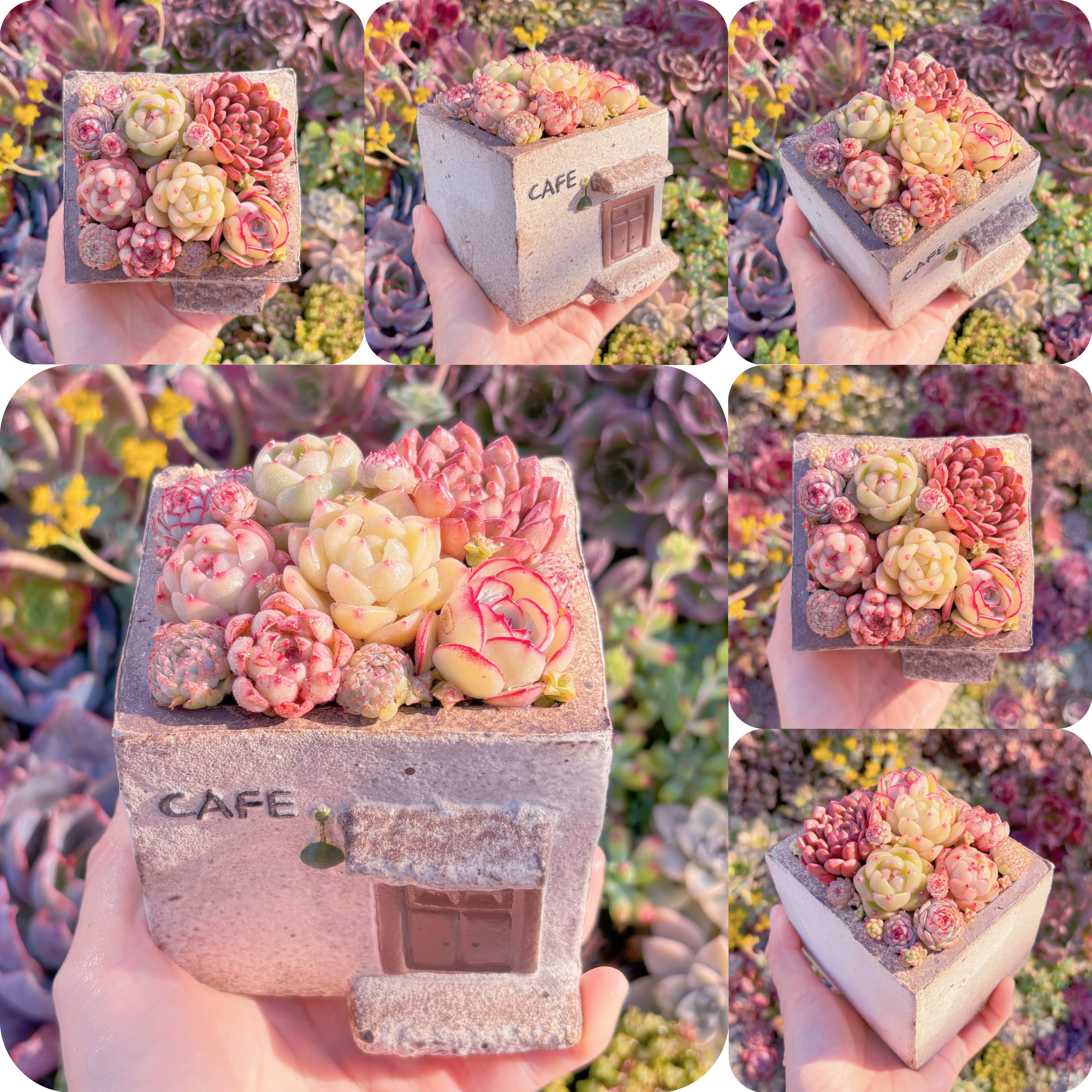 現品　ぷくぷく多肉のお家#1128　直径8.5cm　在庫僅少　るる農園