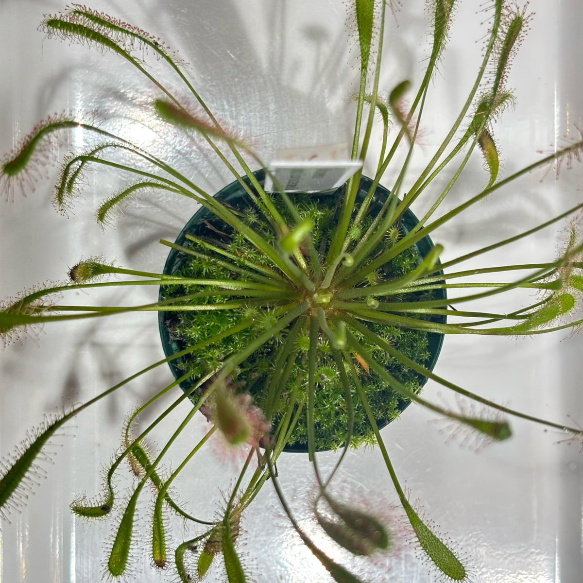 ドロセラ アングリカ×インターメディア Drosera anglica×intermedia