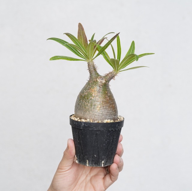 パキポディウム グラキリス no.8〈発根済み〉