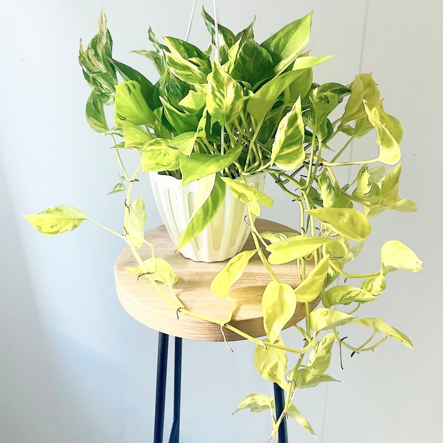 葉裏の凸凹が魅力 ポトス テルノエスプリ 登録品種 観葉植物 吊り下げ calm cafe
