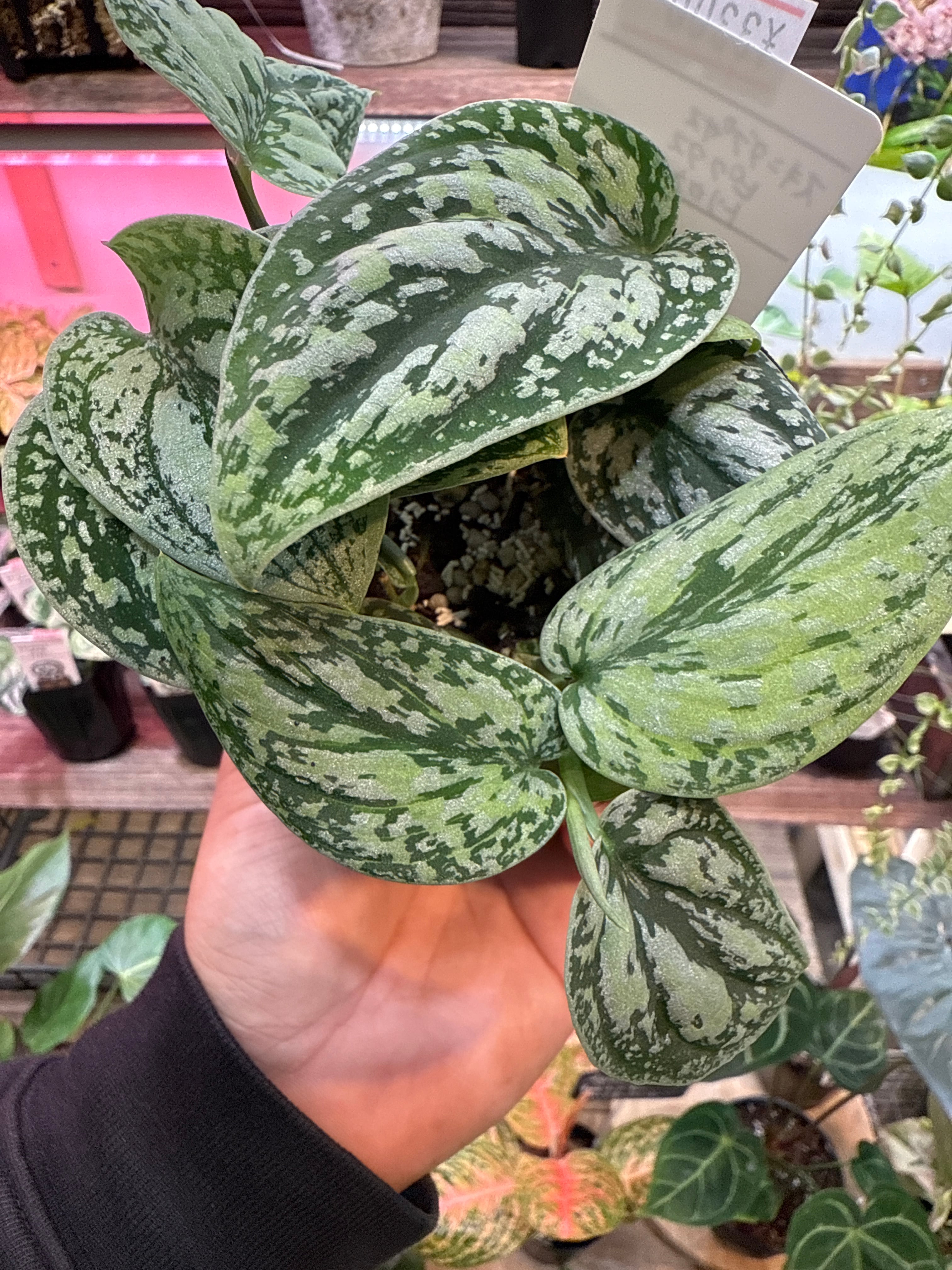 Exotic様専用ご注文決済分 | Gardenえん 【観葉熱帯植物・多肉植物】