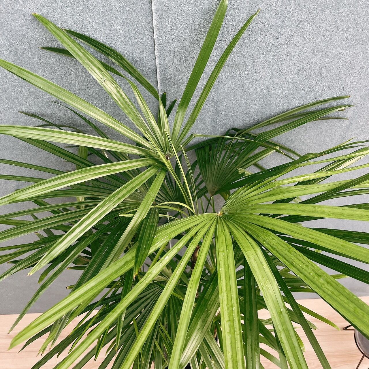 ［現品］シュロチク　8号　観葉植物　屋外　室内　大型　おしゃれ　ヤシ　棕櫚竹 現品］シュロチク 8号 観葉植物 屋外 室内 大型 おしゃれ ヤシ 棕櫚竹