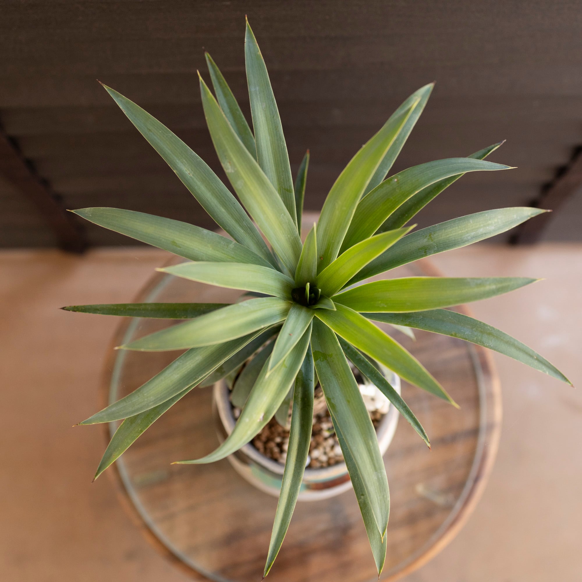 ユッカデスメティアーナ　4頭 ユッカ デスメティアーナ 胴切り ブランチ 4号 信楽焼 陶器鉢 Yucca