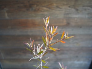 【現物】カリステモン　”ピンディーピンディー”