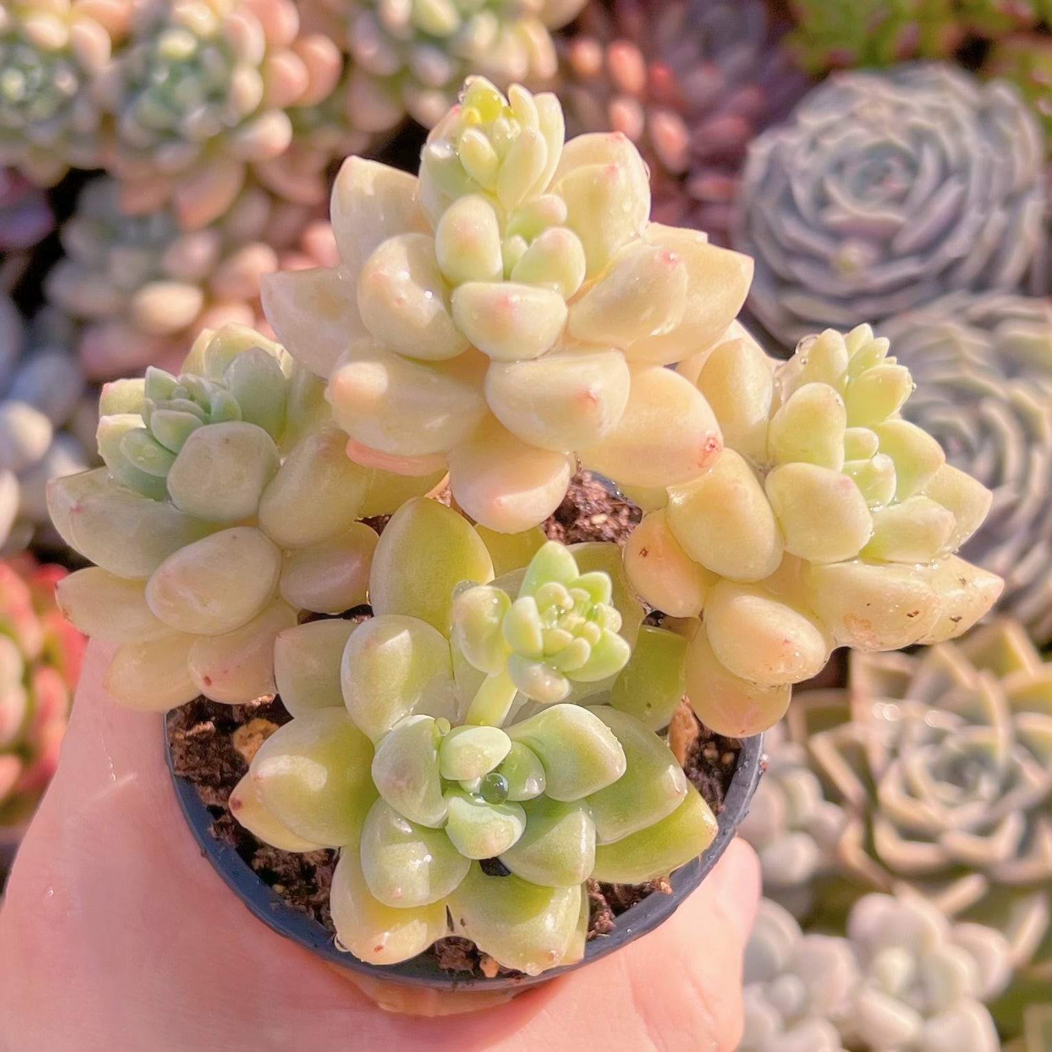 現品　ホワイトケーキ#612　るる農園