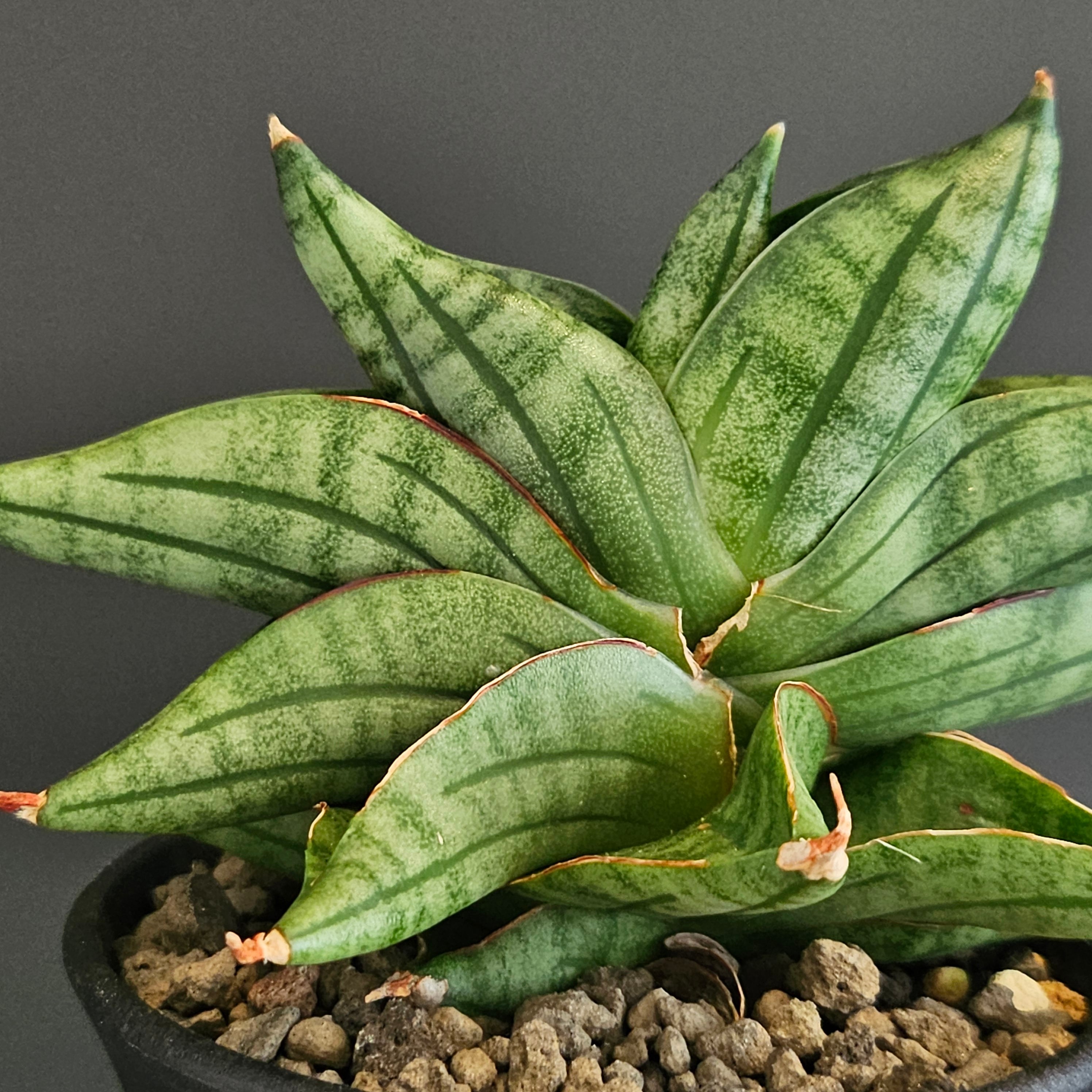 Sansevieria viena サンスベリア ヴィエナ | Plants Baka