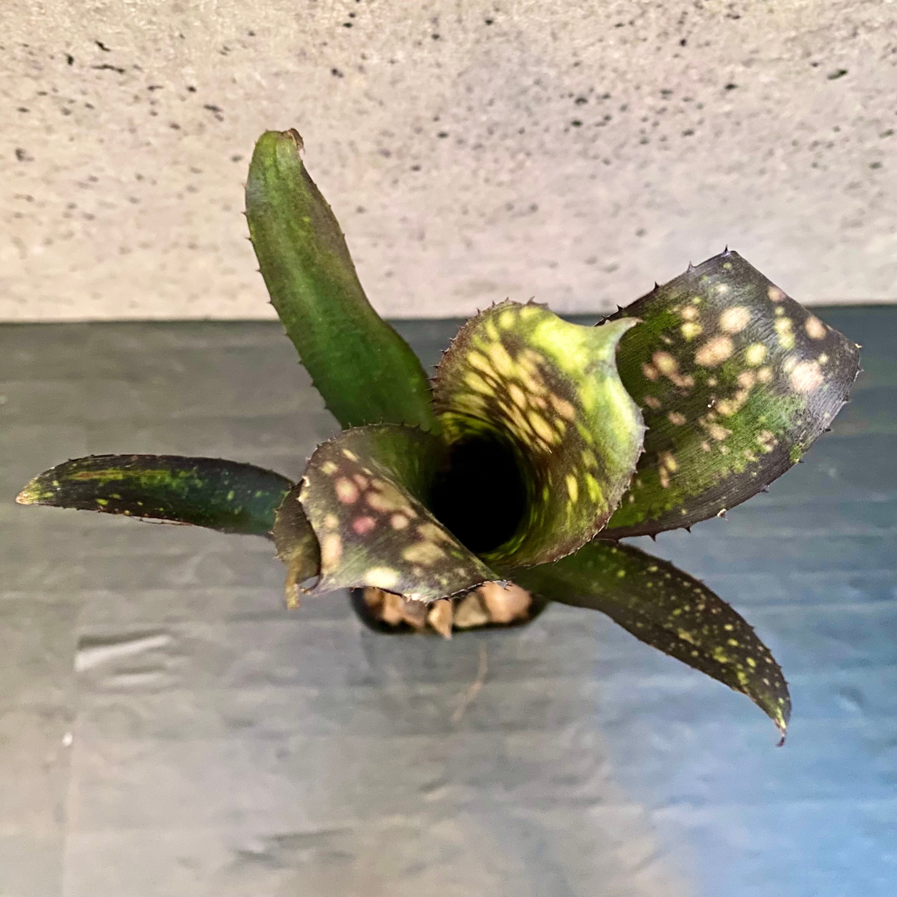 模様が美しい！タンクブロメリア　ビルベルギア　『Black Pearl』 タンクブロメリア ビルベルギア 『Black Pearl』 | Planet Plants
