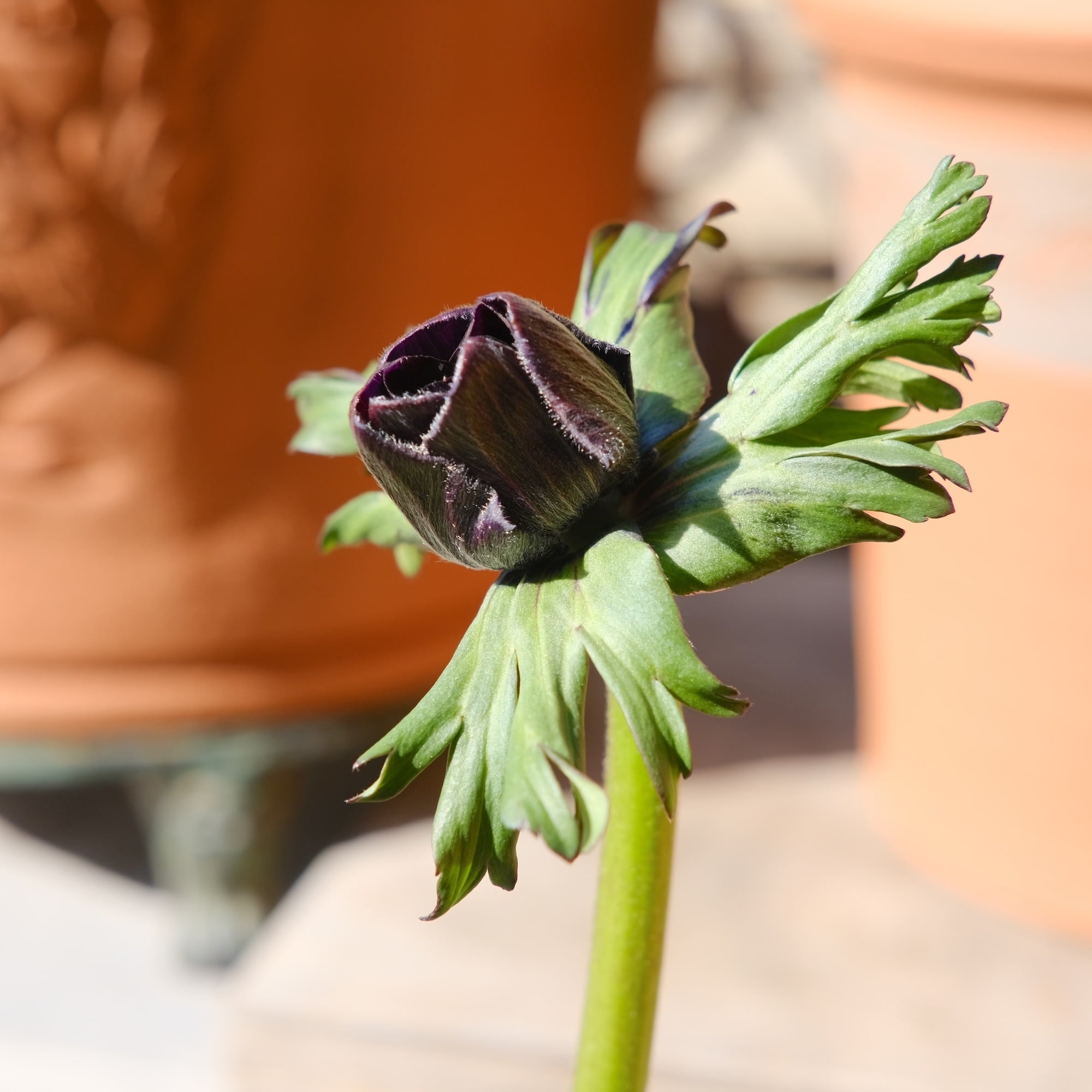 アネモネ ミストラル《 ボルドー 》 | グリーンギャラリーガーデンズ