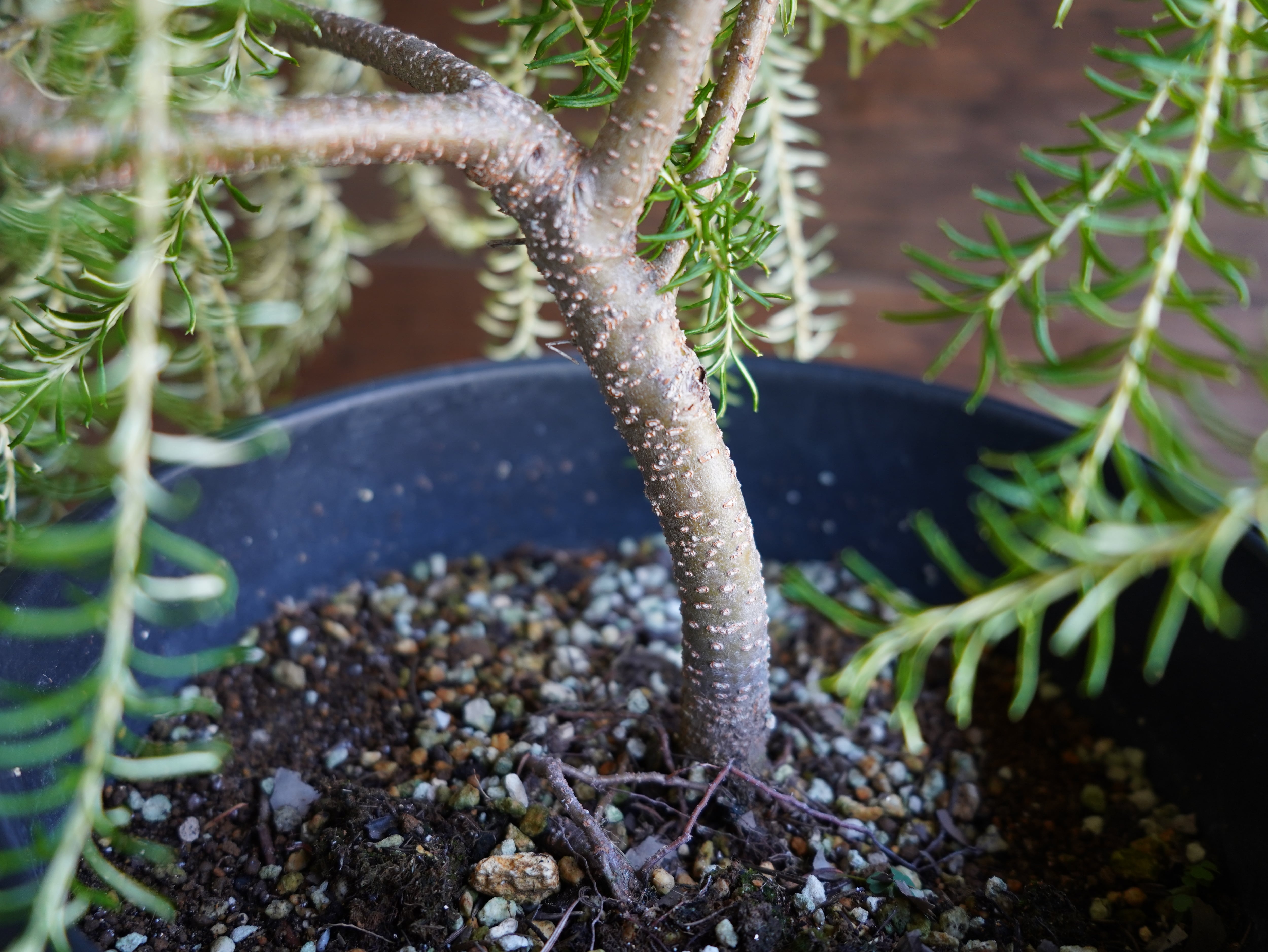 【現物】バンクシア　”エリシフォリア” (ヒースバンクシア)